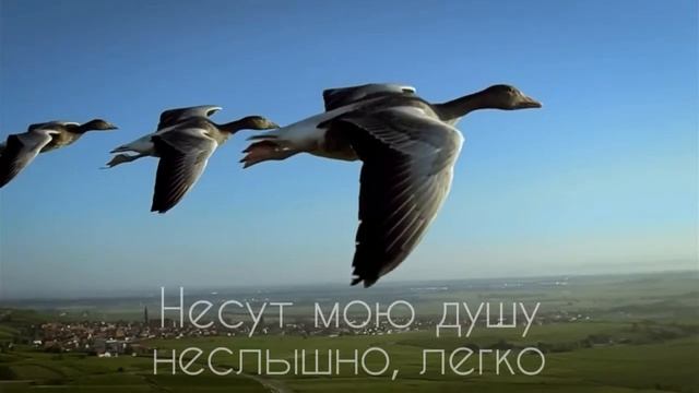 У дикого гуся могучие крылья смотреть онлайн