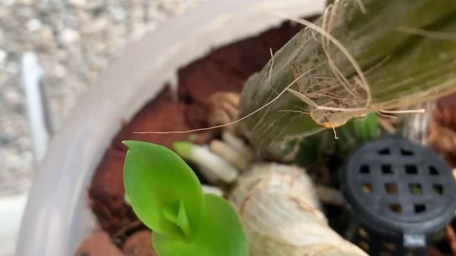 PAANO MAGALAGA NG DENDRO NGAYONG TAGINIT Dendro Orchids Summer Care смотреть онлайн