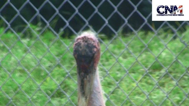Big Marabou Stork Bird Cleaning Itself смотреть онлайн