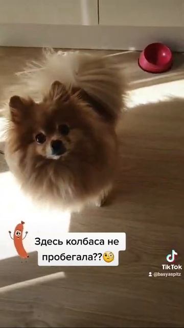 У шпица Баси особые отношения с колбасой!