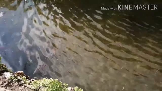 تربية السمك الكارب في حوض الماء смотреть онлайн