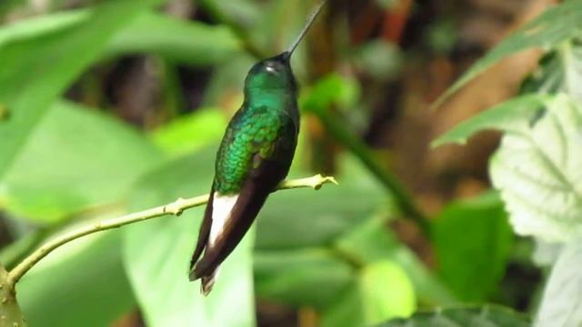 ENDEMIC - White-tailed Starfrontlet - Coeligena phalerata - Birding Santa Marta - Dorado Reserve смотреть онлайн