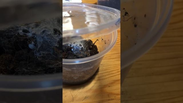 Eratigena atrica смотреть онлайн