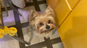 Ищем ищем не найдём…. А мы нашли ! Отыскали вкусняшку от нас не спрятаться. И я хочу !