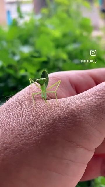 Кунг-фу Богомол 😱 #thelook_q #реки2024 #рекомендациях #богомол #mantis #смешноевидео #кунгфу #вреки смотреть онлайн