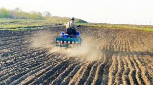 Посев суданки