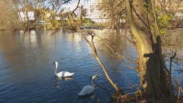 Живая природа смотреть онлайн