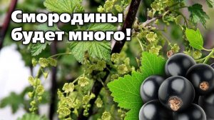 Первые весенние работы со смородиной. Советы специалиста