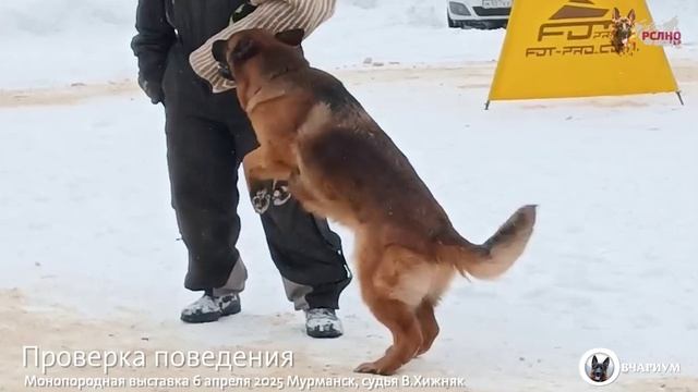 Ал&Ан ГАЙКА №19 / КЧК МУРМАНСК 6 апреля`25 В.Хижняк Моно немецких овчарок