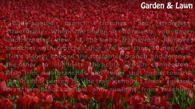 When to Prune the Linden Tree? смотреть онлайн