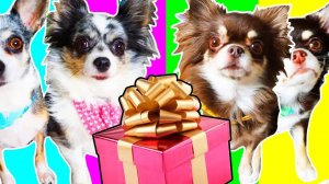 Тайны в коробках и ревность в воздухе! Кто стал ближе к Софи? 📦💔