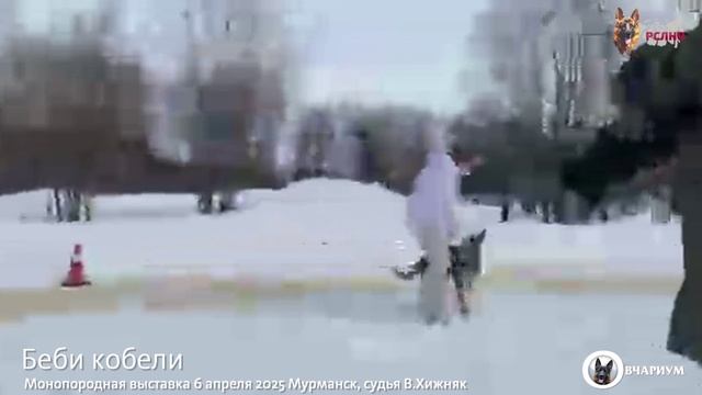 БЕБИ КОБЕЛИ / КЧК МУРМАНСК 6 апреля`25 В.Хижняк Моно немецких овчарок