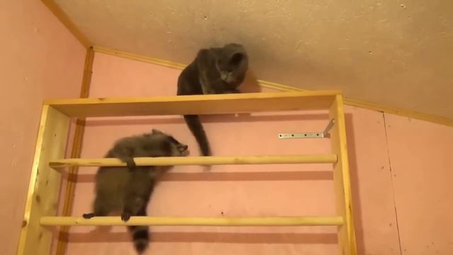 СМЕШНЫЕ ВИДЕО С ЕНОТАМИ!!! смотреть онлайн