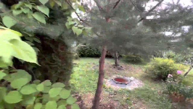 Кузя и Летний сад #кавказскаяовчарка #dogs #garden смотреть онлайн