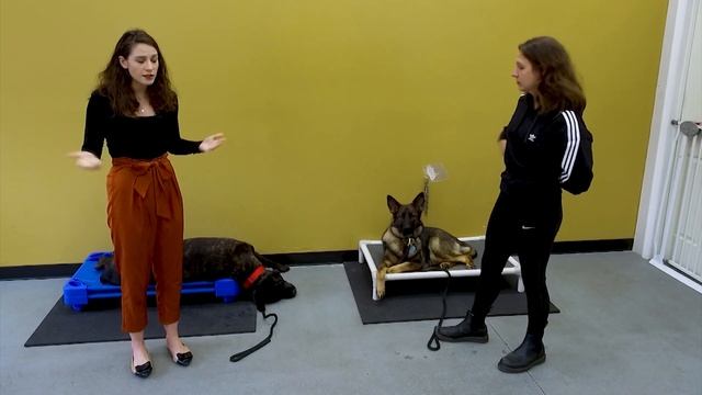 Paid Segment by Shore Dogs Training смотреть онлайн