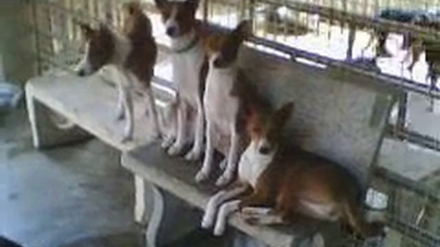 Basenji Adult / View camera смотреть онлайн