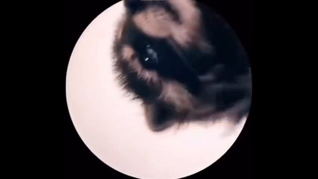 Pedro Pedro Pedro - TECNO -  Raffaella Carrá — (mapache Dance - Tik Tik)