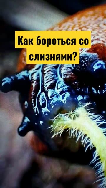 #огород #дача #сад Как бороться со слизнями в теплице совет 3 смотреть онлайн