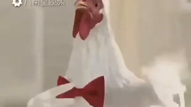 Китайські кури