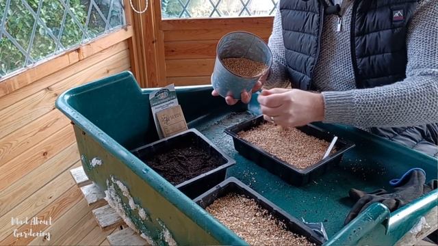 3 Perennial Flower Seeds to Sow in Winter | Cold Stratification | How to Cold Stratify Seeds смотреть онлайн