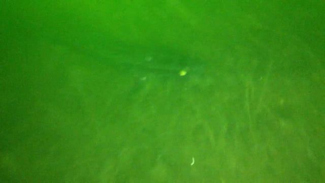 Releasing Channa Arguses in a pond nearbyⅡ смотреть онлайн