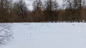 Прогулка у мраморного пруда, утки прилетели. Бицевский парк Москва