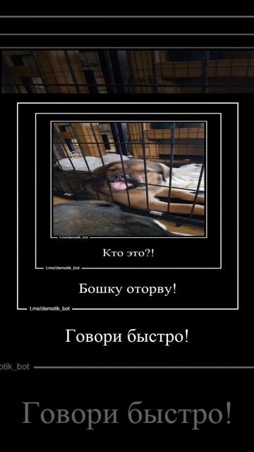 Пап а ты знаешь… #шортс #тётенызверята #зверки #кот #собака #котёнок #щенок #демотиватор смотреть онлайн