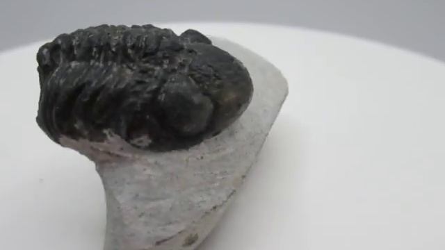 Morocco Trilobites for Sale - Gerastos 10 смотреть онлайн