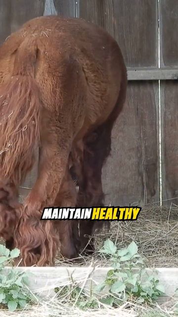 Mind Blowing Facts About Alpaca #facts #animals #wildlife смотреть онлайн