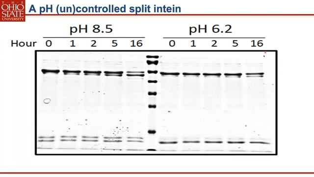 US 20201203 Free Webinar: A general capture and purification platform for tagless proteins смотреть онлайн
