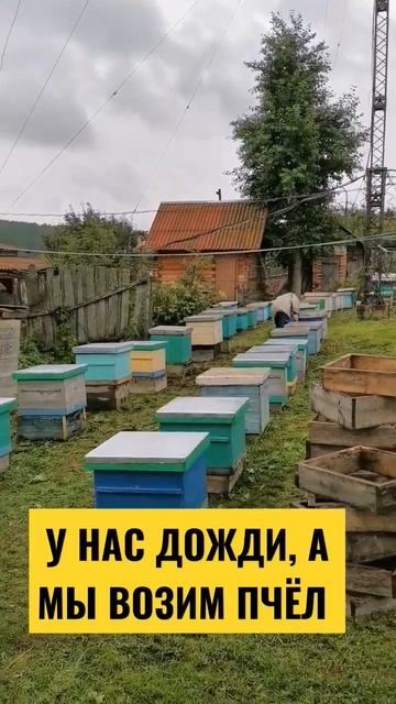 Третья машина пчёл приехала домой. Дожди, +10. смотреть онлайн