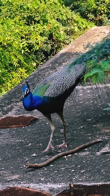 Peacock sound🦚#youtubeshorts смотреть онлайн