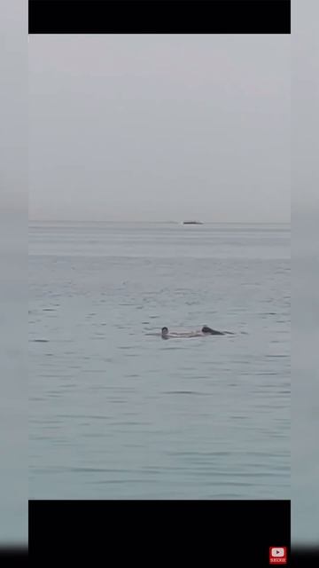 #shorts #shark АКУЛА СЪЕЛА ЧЕЛОВЕКА В ЕГИПТЕ, В ХУРГАДЕ…😱😢/SHARK EATED MAN #акула #египет #хургада смотреть онлайн