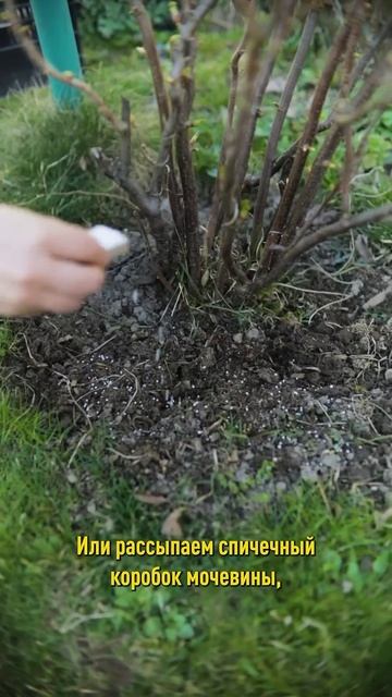 Первая и очень важная подкормка смородины весной! Не пропустите! смотреть онлайн