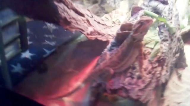 High red bearded and egyptian uromastyx смотреть онлайн