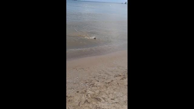 #fishing #kutum -1.5 kq qəlir #Кутум -1.5 кг идёт смотреть онлайн