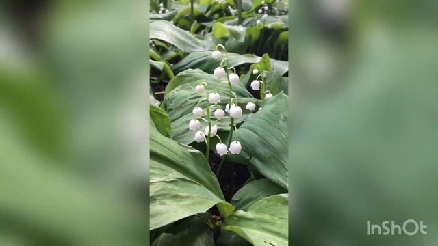Ландыши смотреть онлайн