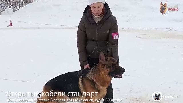 ОТКРЫТЫЙ КОБЕЛИ / КЧК МУРМАНСК 6 апреля`25 В.Хижняк Моно немецких овчарок