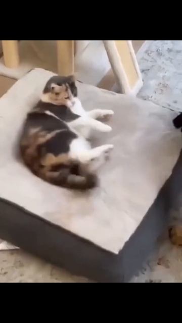 Funny Crazt insane cats My Bed смотреть онлайн