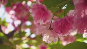 Отличная расслабляющая музыка для сердца и кровеносных сосудов 🌿 Музыка исцеляет душу