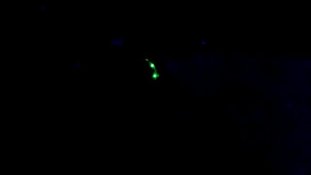 Вот так смотрится светящийся ошейник на Элине!!!!!!!!!!! смотреть онлайн