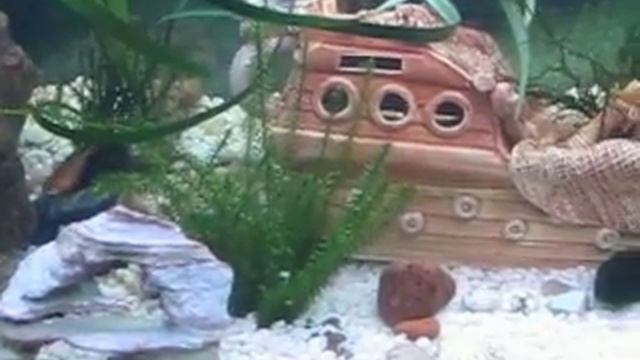 Подселили испанских тритонов) смотреть онлайн