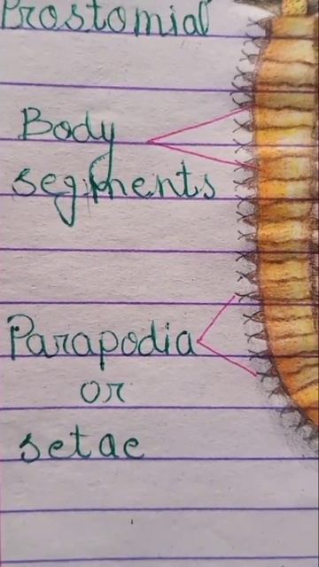 Figure: of Nereis #Phylum Annelida🐛 #Nereis.......