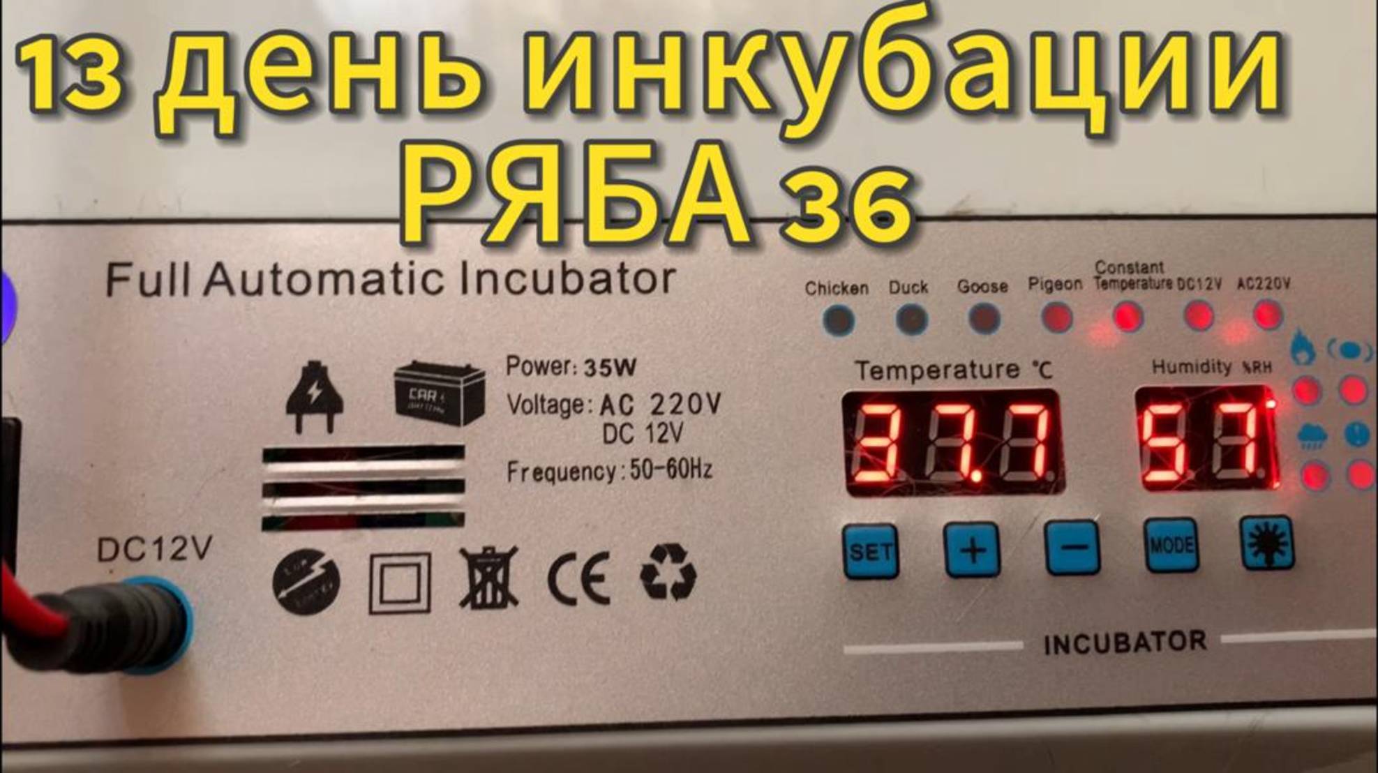 13 день инкубации в РЯБА 36 инкубатор китайский_ новая квочка🐓20 марта 2025 года смотреть онлайн