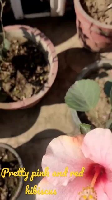 my pretty pink hibiscus #Hibiscus #short video #Pink and red hibiscus # Flower смотреть онлайн