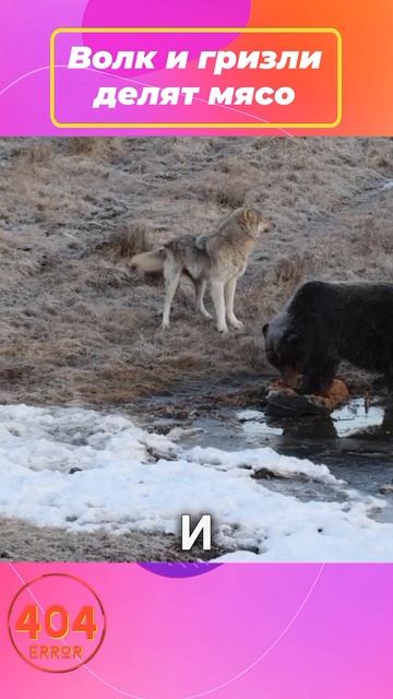 Американский фотограф снял, как волк клянчит еду у гризли. #новостимира смотреть онлайн