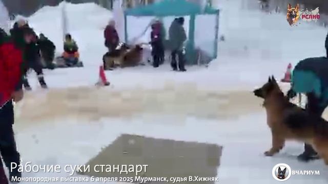 РАБОЧИЙ СУКИ / КЧК МУРМАНСК 6 апреля`25 В.Хижняк Моно немецких овчарок