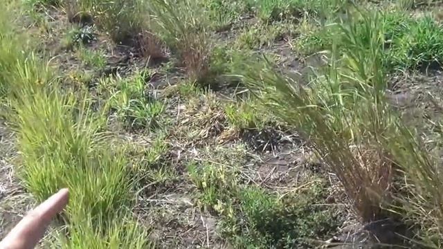 Green Stormwater Quality, BMP Green Best Management Practices Bioretention Maintenance Landscape смотреть онлайн
