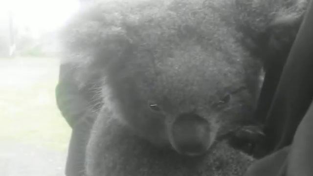 Seeing a Koala in Tasmania Australia - Koala aty tasmanie Aostralia, from Madagascar spirit смотреть онлайн