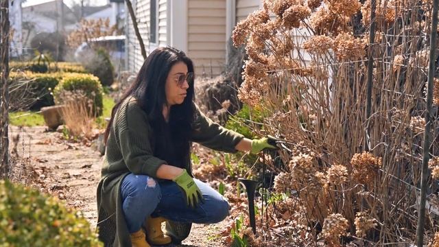 Boxwoods in planters update & dividing ANABELLE Hydrangea смотреть онлайн